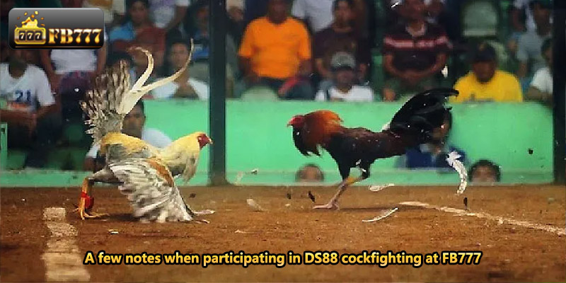 A few notes when participating in DS88 cockfighting at FB777