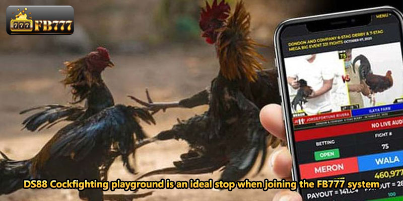 DS88 Cockfighting playground is an ideal stop when joining the FB777 system