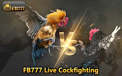 FB777 Live Cockfighting
