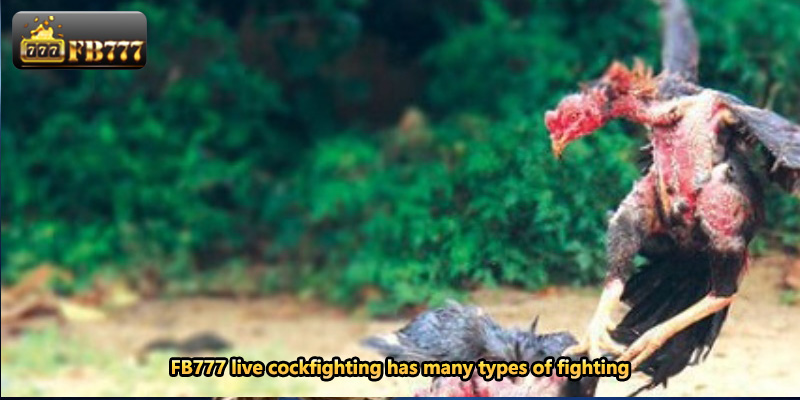 FB777 live cockfighting has many types of fighting