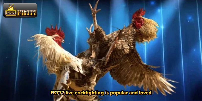 FB777 live cockfighting is popular and loved