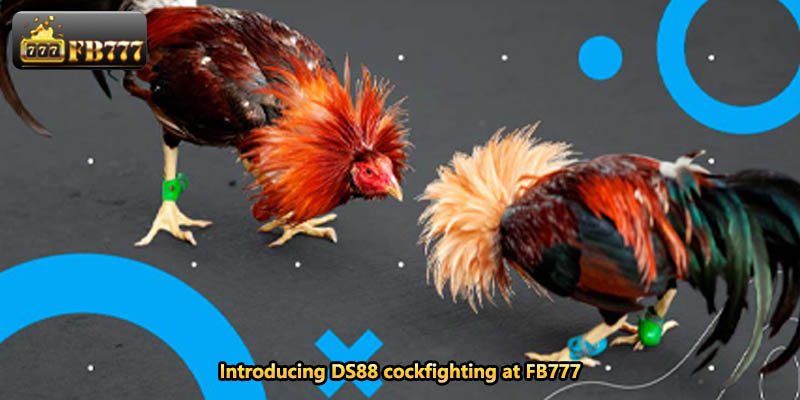 Introducing DS88 cockfighting at FB777