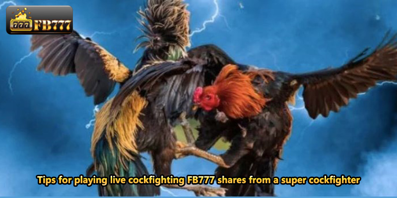 Tips for playing live cockfighting FB777 shares from a super cockfighter